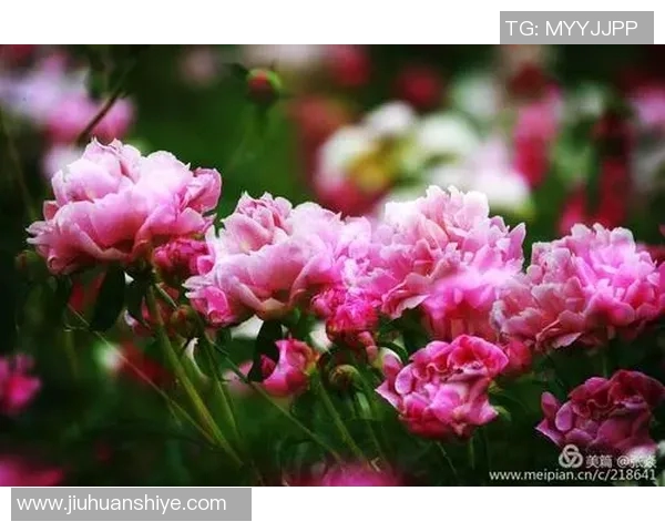 杭州乒乓球队的崛起之路与大满贯梦想的追逐历程 杭州乒乓球队的崛起之路与大满贯梦想的追逐历程